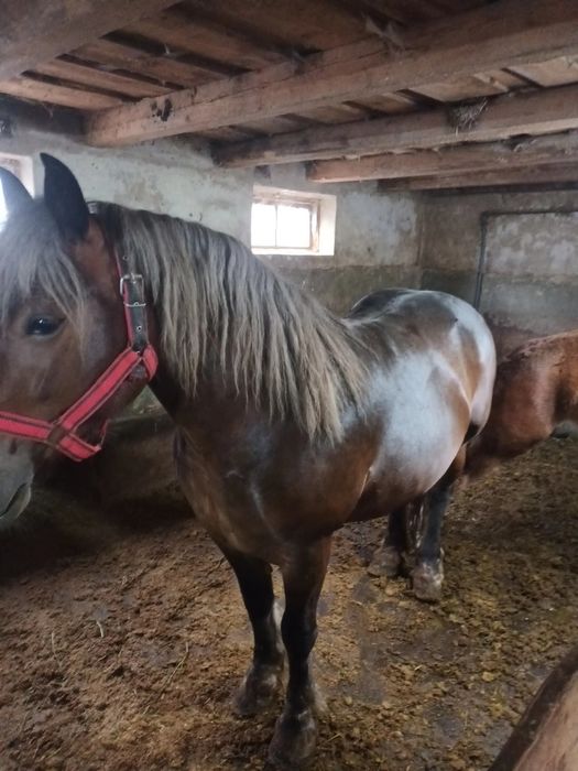 Vand manza si iapa cu manz