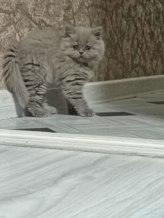 Скоттиш страйт котёнок