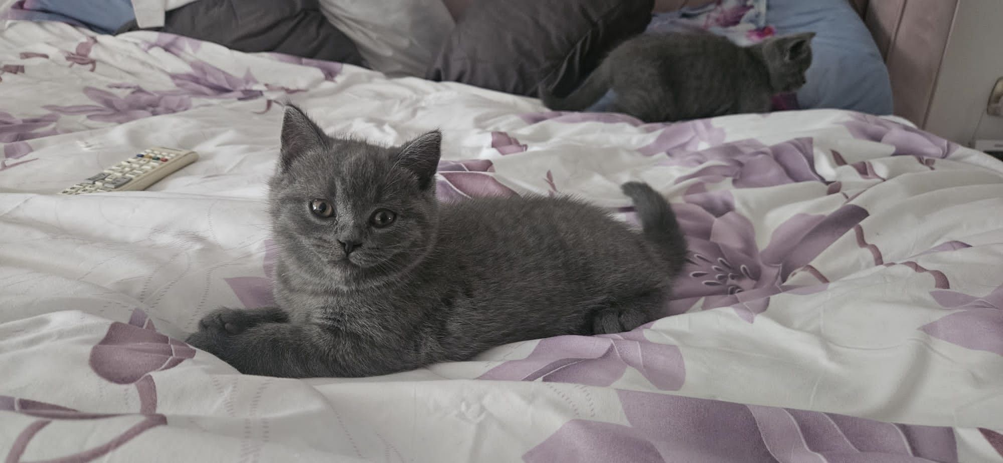 British shorthair
