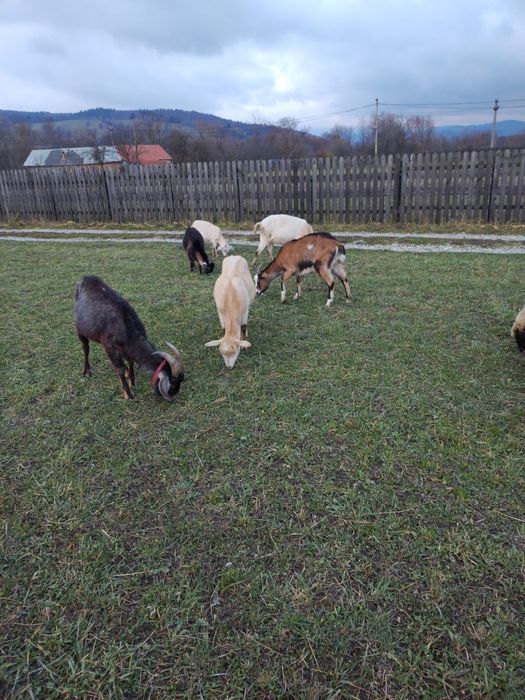 Capre și țap de vânzare