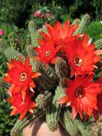 Кактус Echinopsis chamaecereus