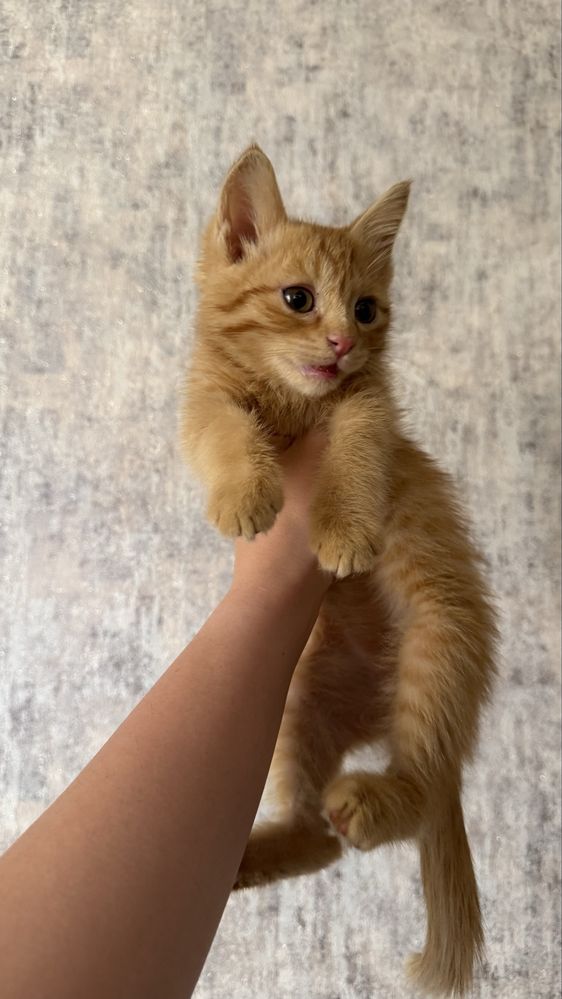 Отдам котенка в добрые руки!