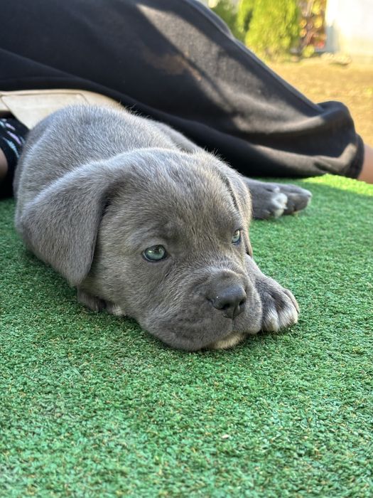 Кученца Кане корсо