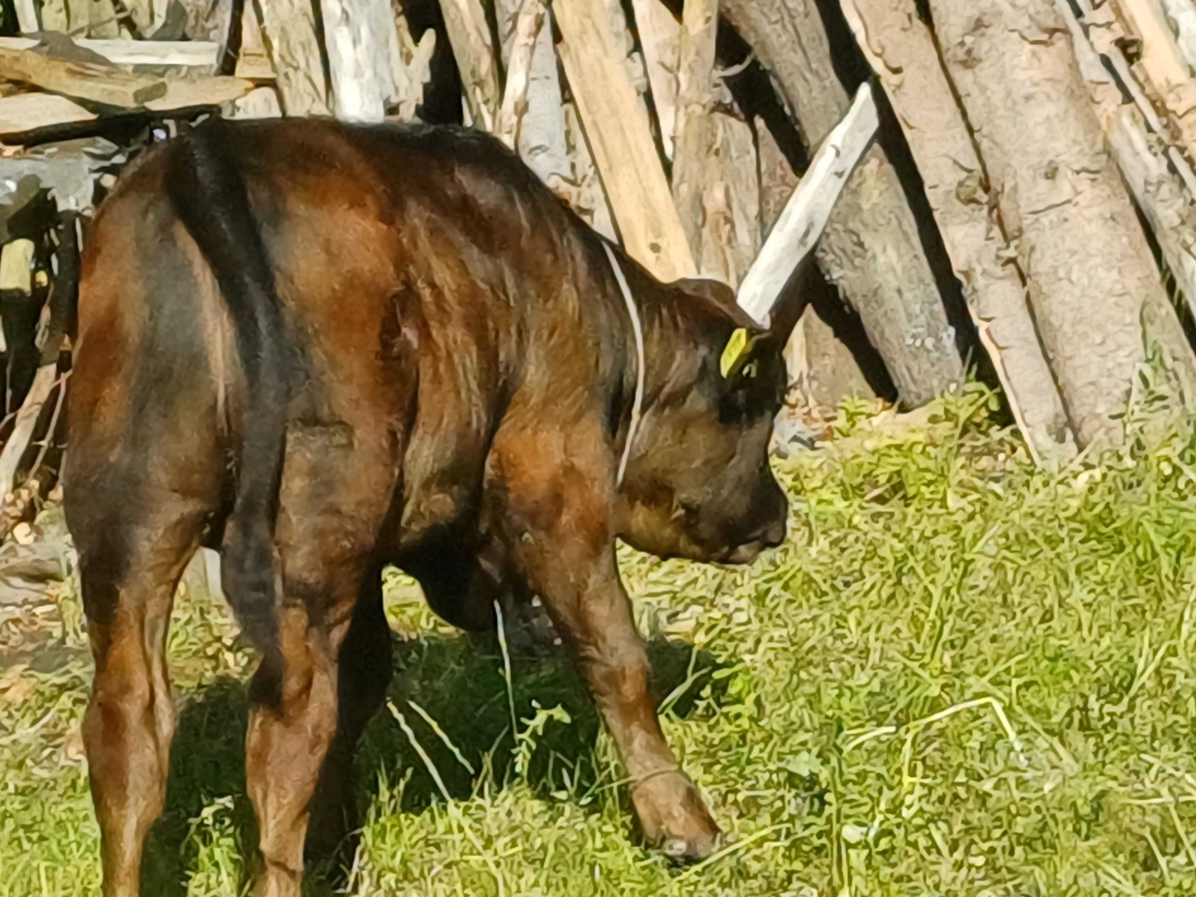 Vand vaca de lapte (6ani)  cu vitel