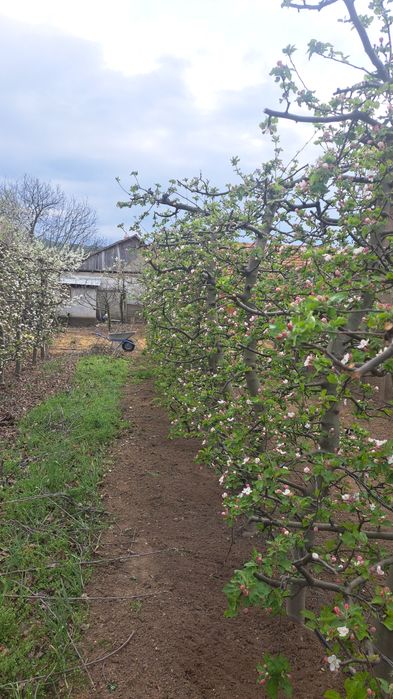 Execut taieri,întreținere pomi fructiferi