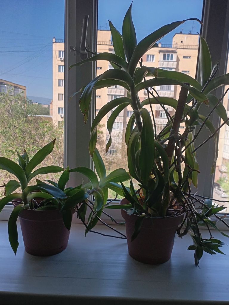 Продам растения и цветы