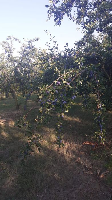 Livada prune 10ha jud Sibiu