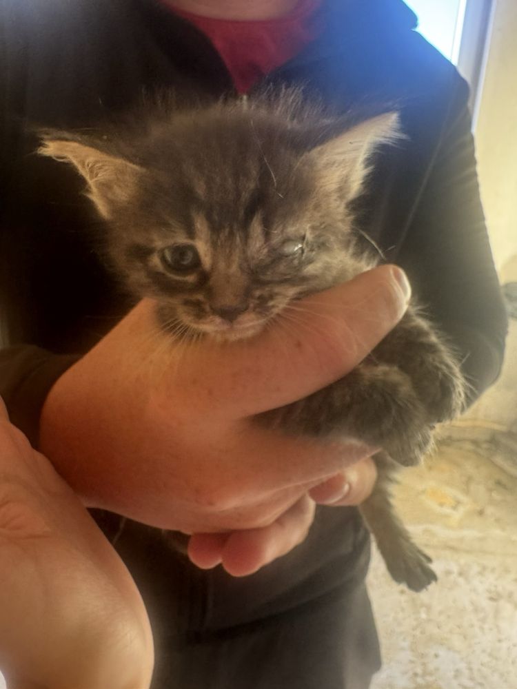 Подарявам котета