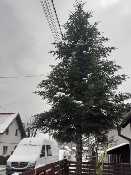 Revelion 2026 si Craciun 2025 in Bucovina