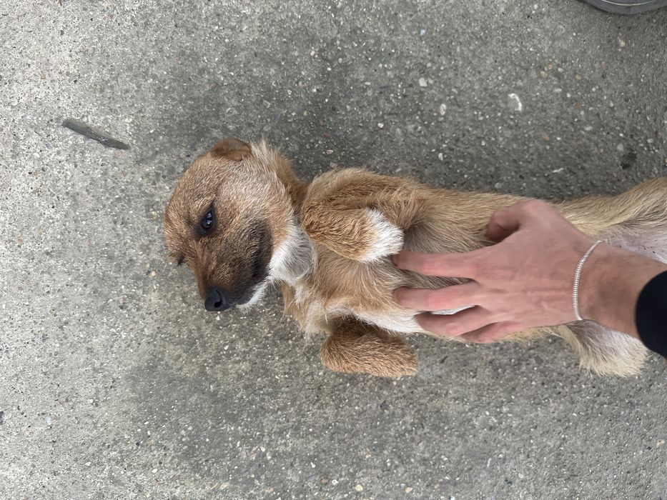 Мъжко куче териер