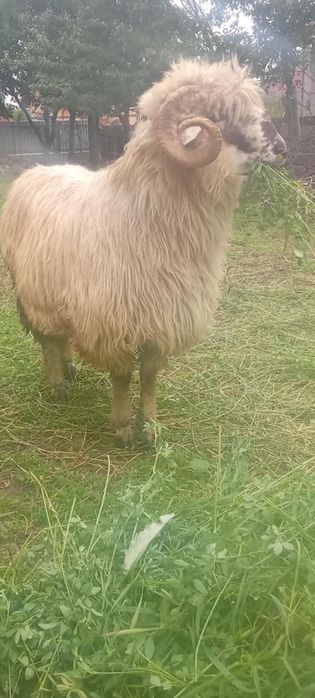 Vând berbec  de taeat sau pt reproducere