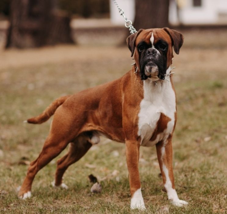 Adopție Mascul Deutscher Boxer