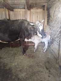 Vand vaca cu vitel nou nascut