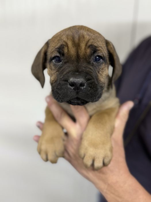 Vand mascul cane  corso cu pedidree!