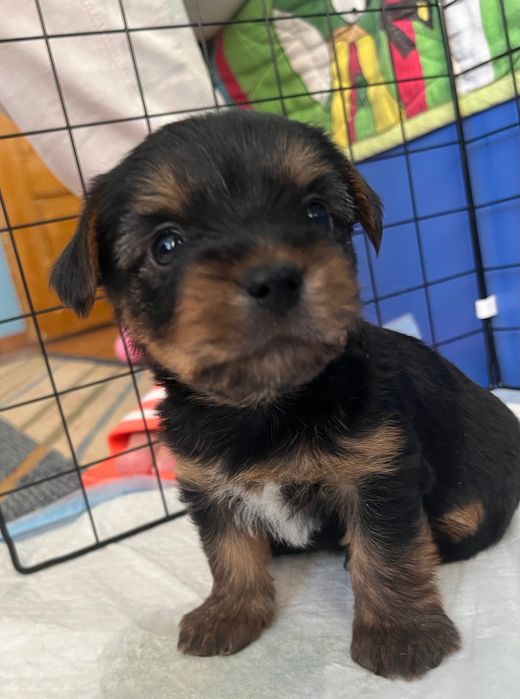 Свободни, момче и момиче, родени на 22.10.2025 г.