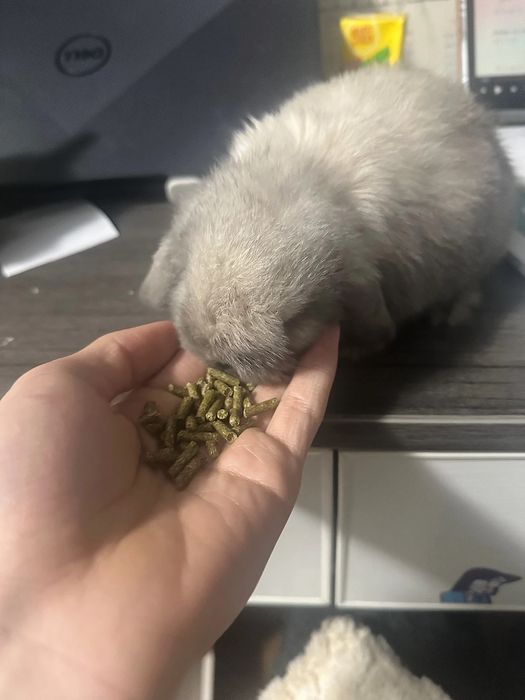 Oilangizga mehr va tabassum olib kiradigan quyonchalar!