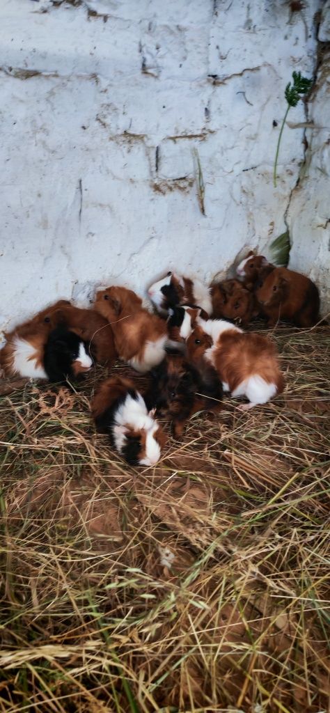Porcușori de guineea