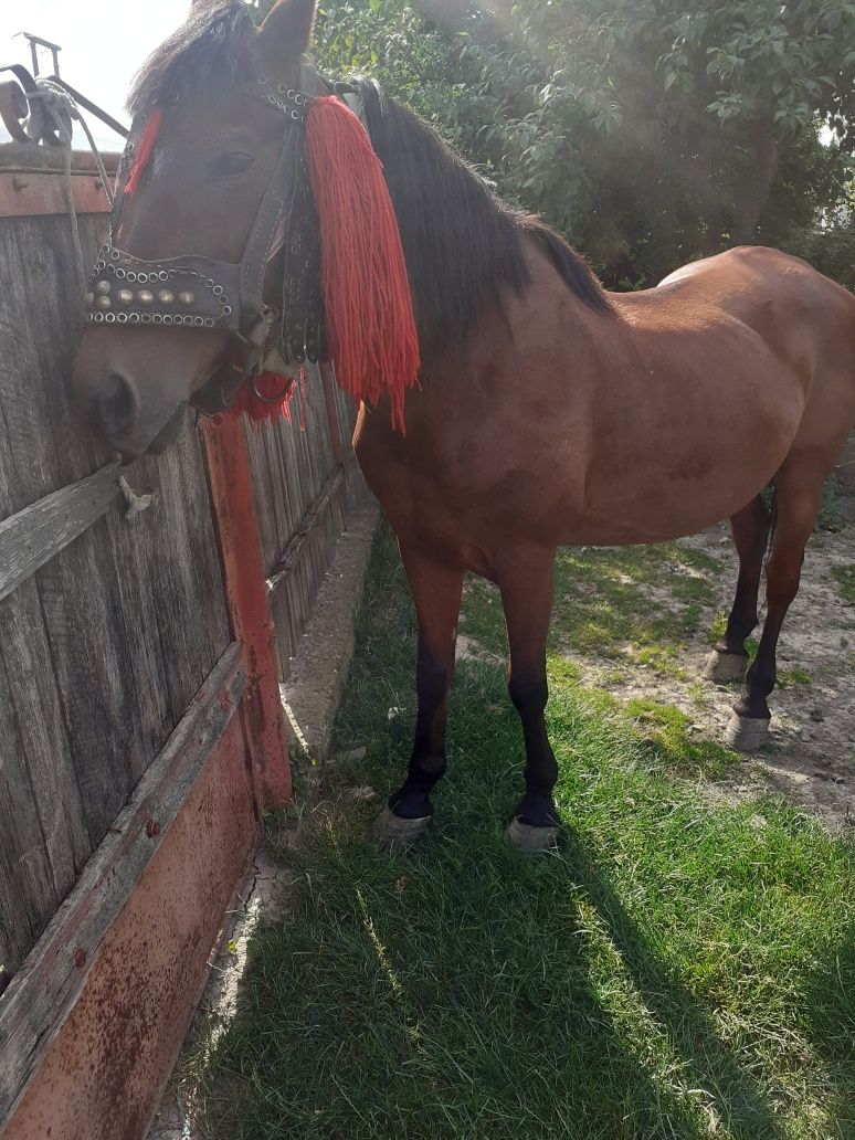 Vind iapa de 8 ani foarte cuminte so blinda