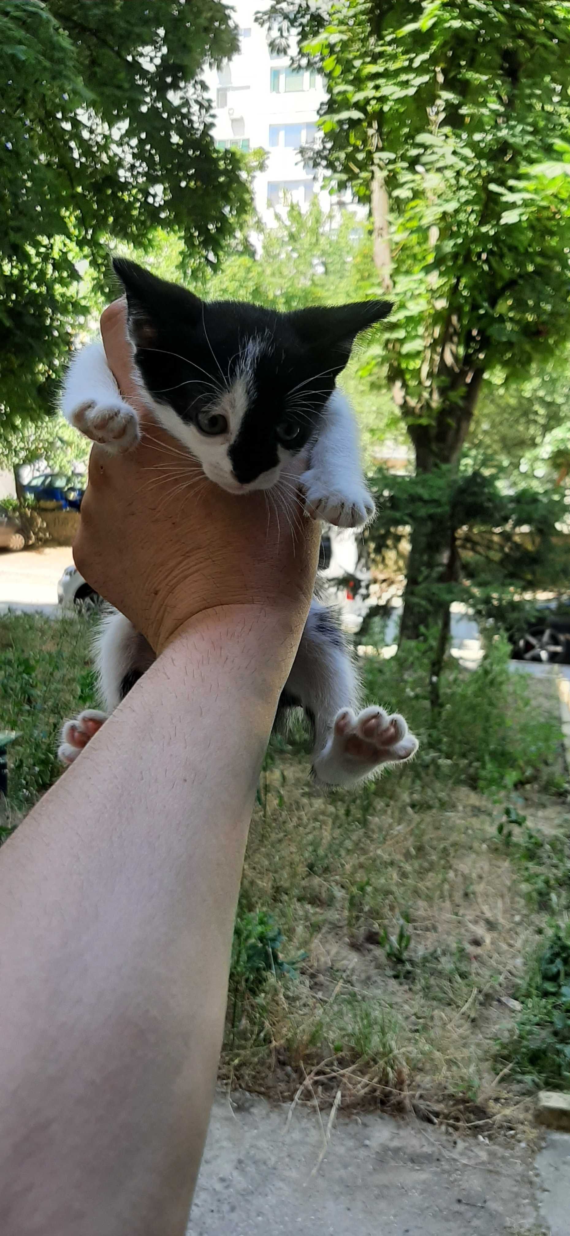 Подърявам малки котета на месец и половина.