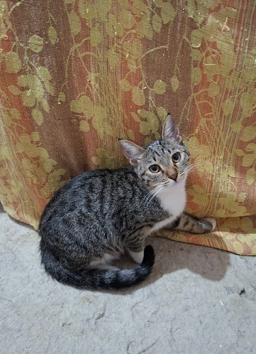 Пристраивается молодая кошечка