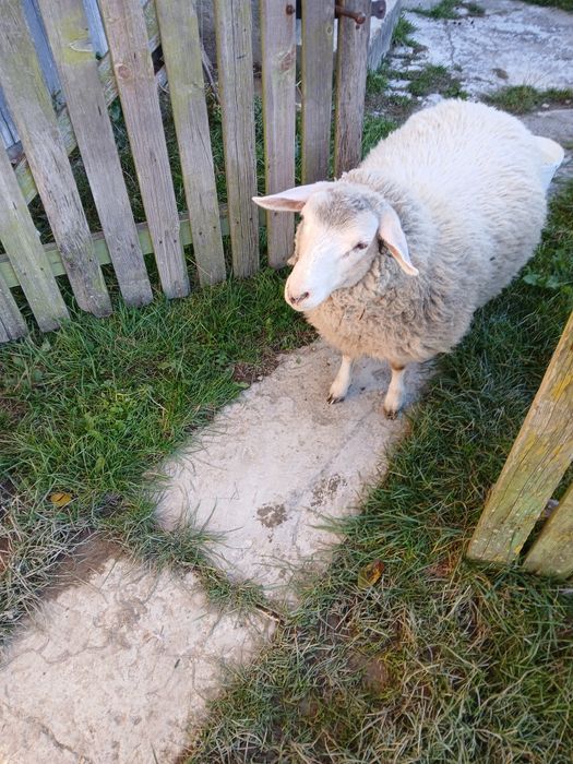 Vând Mieluță Textil