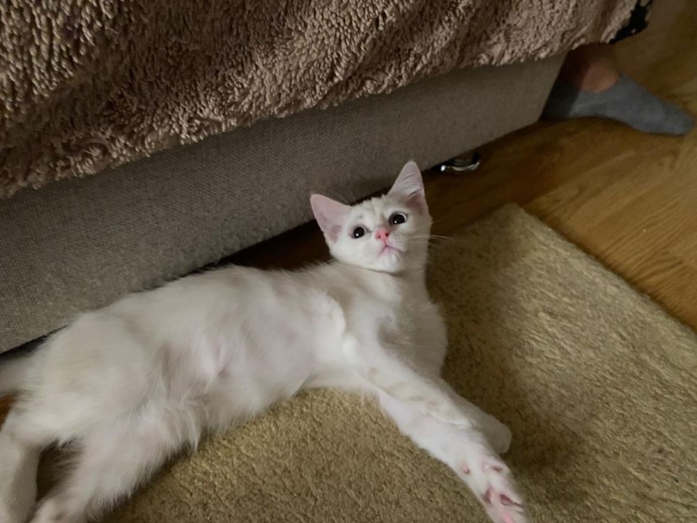 Котенок в добрые ручки