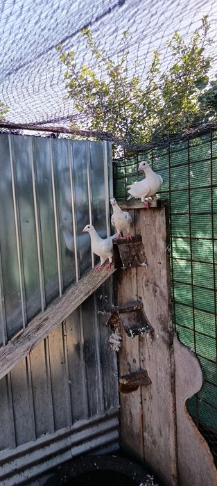 Iepure porumbei voiajori