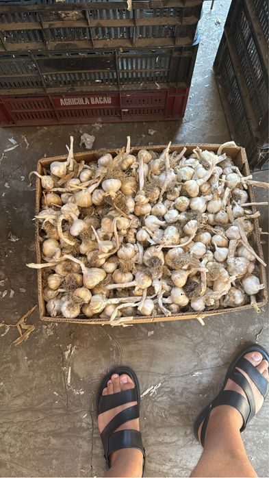 vand usturoi de primavara