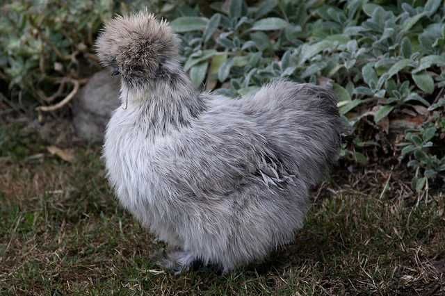 Gaini de matase japoneze Silkie (perechi, pui, oua)