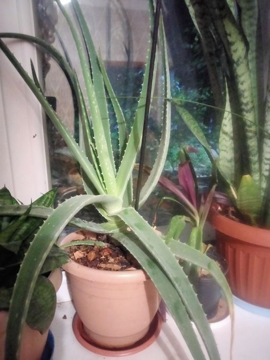 Продам много адрес и отроски адрес включая мясистые виды