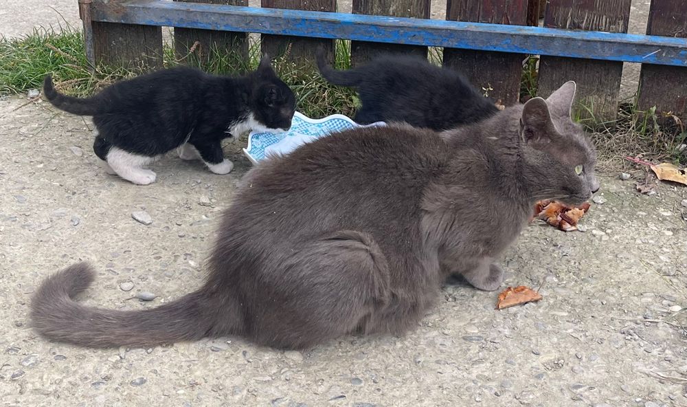 Donez pisicuță, gri, pufoasă.