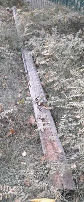 Продам деревянные столбы, бывшие линии электропередачи.