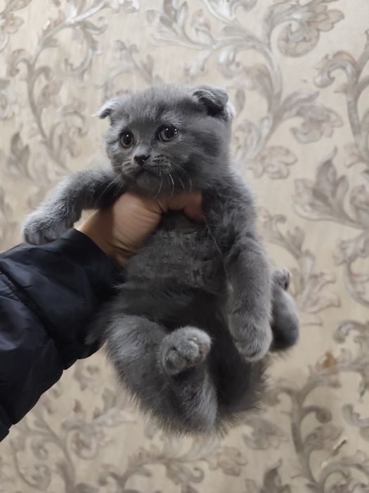 Продам скоттиш фолд девочку и мальчика