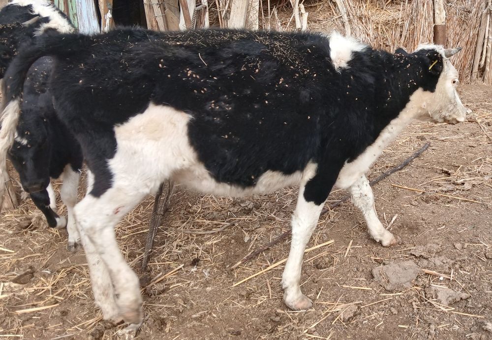 Қашар 3 жасқа толады бағасы 330 мың