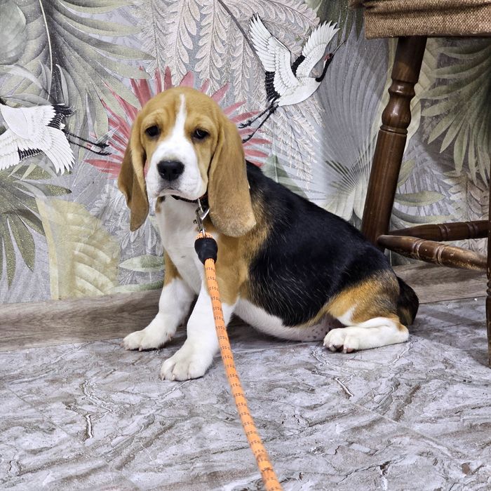 Породистая девочка бигля