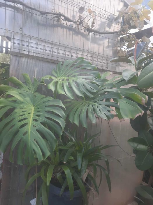 Monstera deliciosa - Timisoara