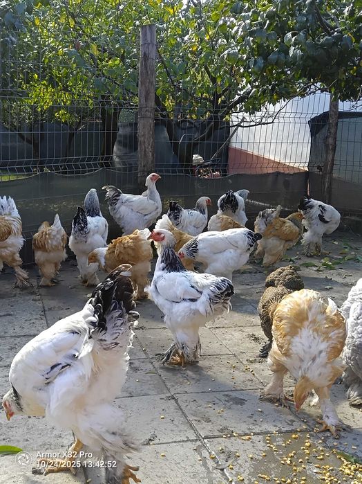 Vând găini brahma albastru din 2025 și cocosi diferite culori