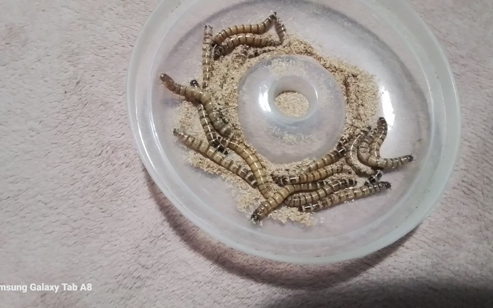 vierm de faina Superworms  și Gândaci Dubia