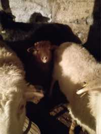 Овцематки с ягнятами