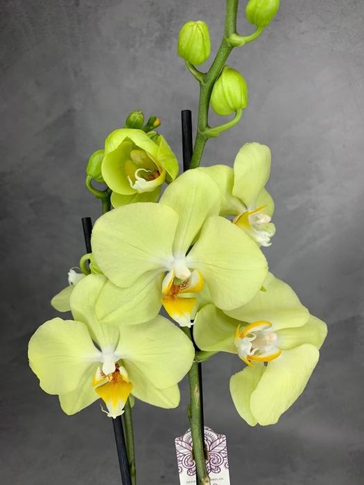 Сортовая орхидея Милан