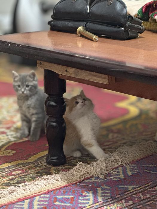 Scottish fold haylend