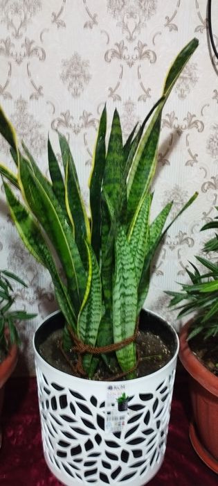 Сотилади сасувер гул