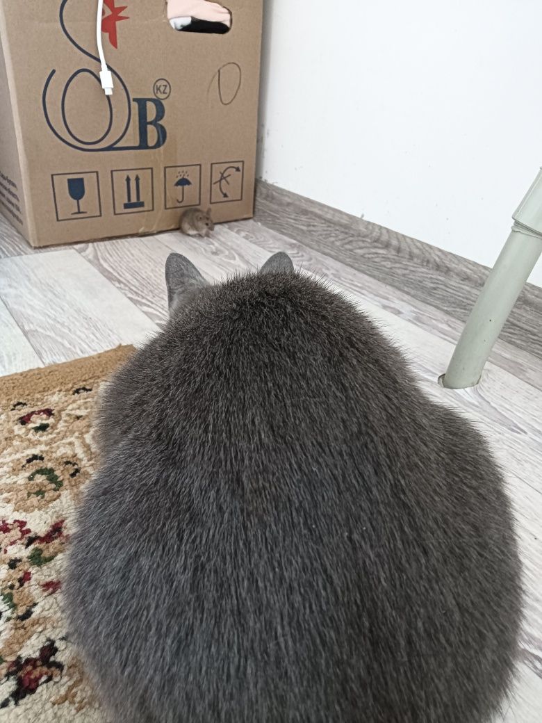 Кошка-мать со своими 3-месячными котятами