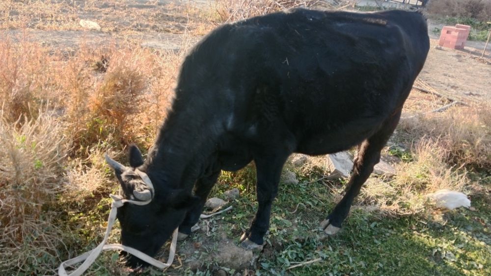 Буаз сиыр сатылады
