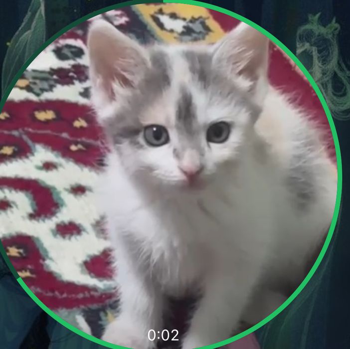 Отдам котят ответственным людям