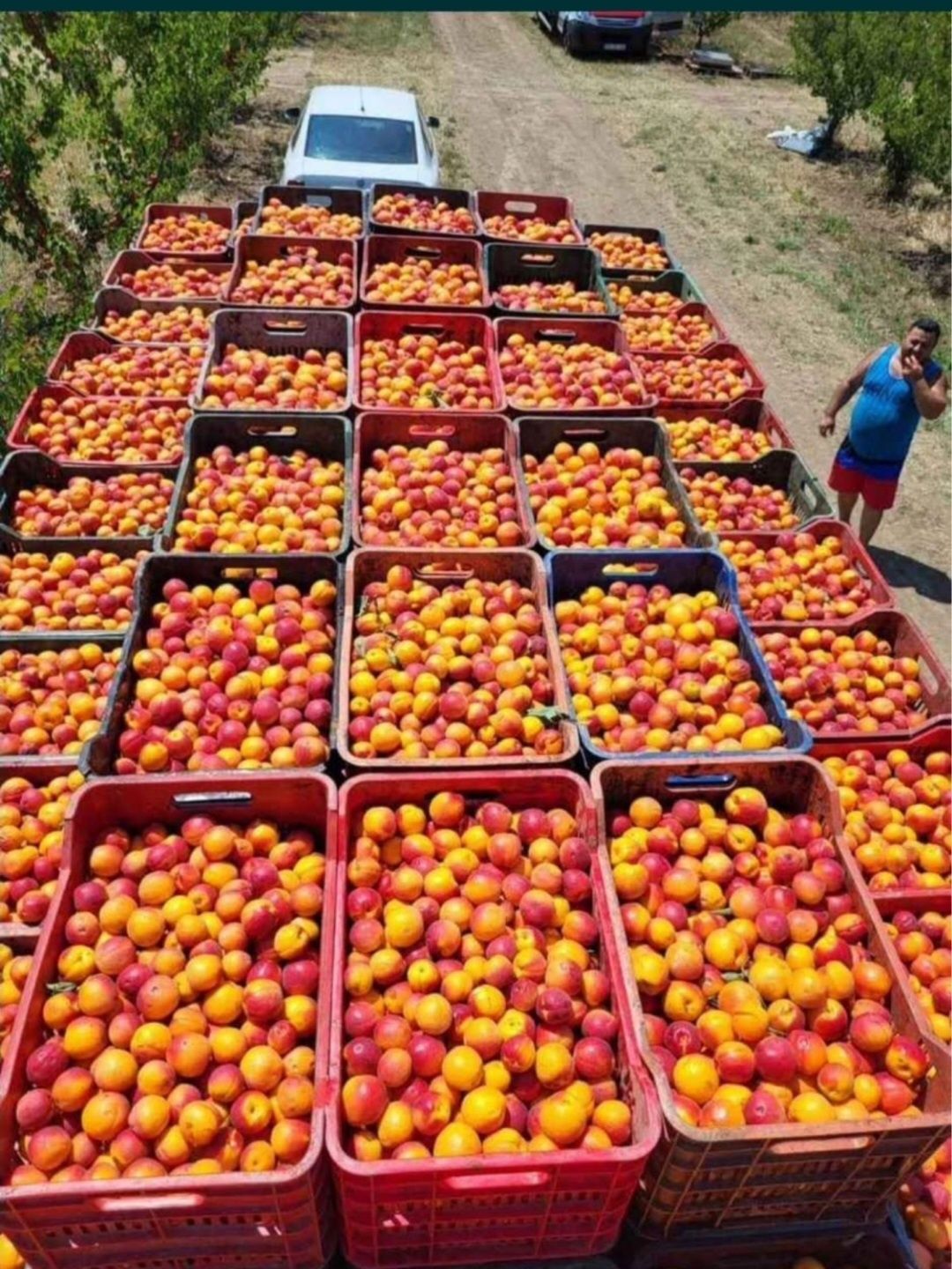 Caise de țuică și pălincă producție 2025
