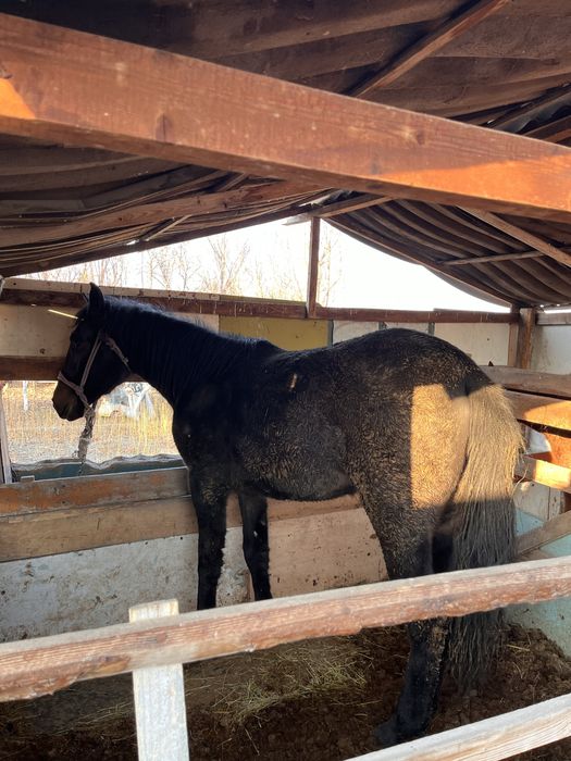 2 жасар семіз откорм Байтал сатыладыыыыыыыыыыыыыыыыыыыыыыыыыыы