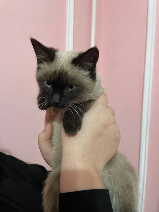 Кошка пародистая