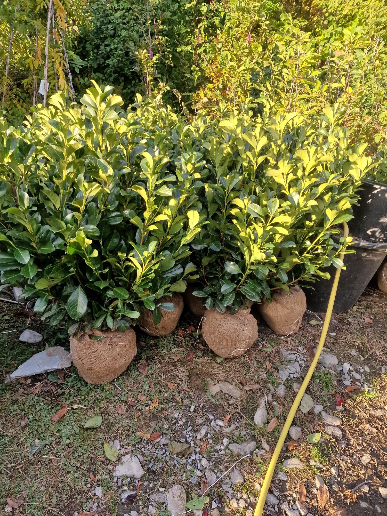 Plante de gradina  Mesteacăn  Tei platan  Leylandi  photinia pin brazi