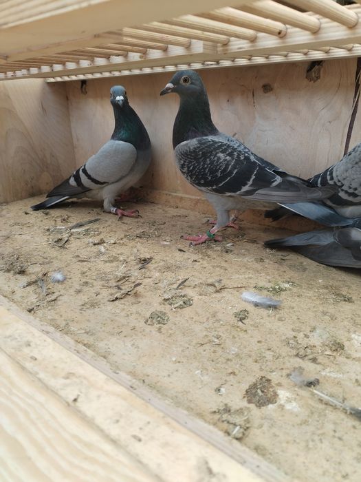 Vând porumbei voiajori